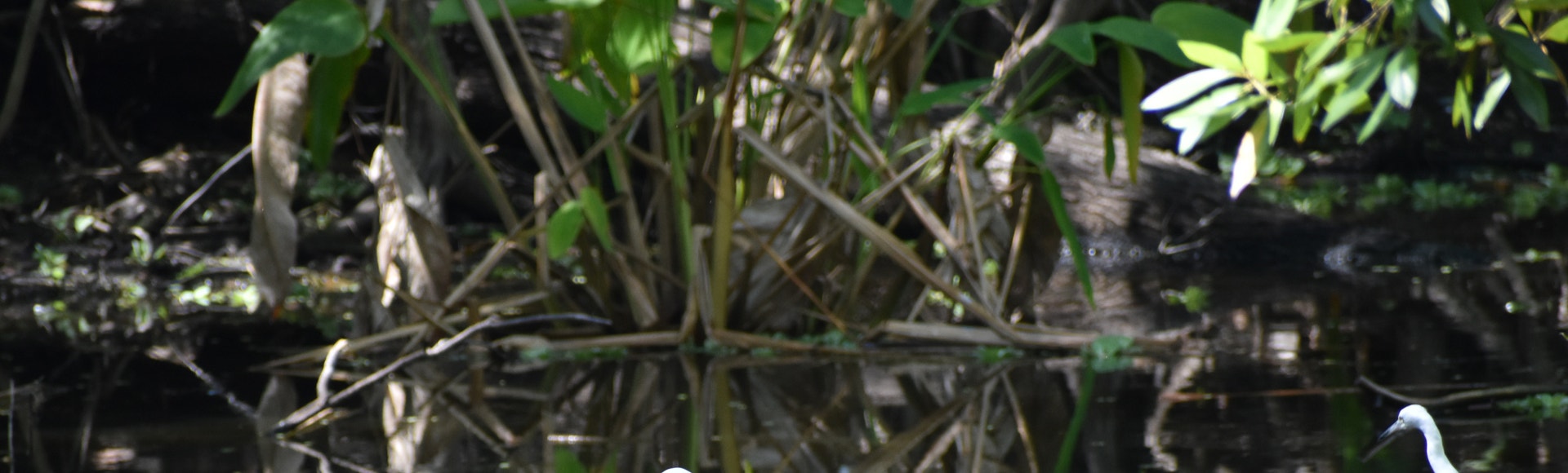 Three wading birds and a turtle in a shallow wetland